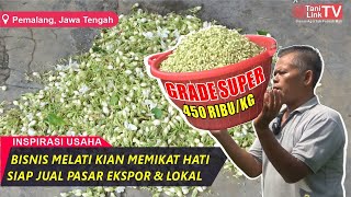 Sukses Budidaya Melati Kualitas Super, Harga Tembus Ratusan Ribu per Kilo