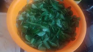 Moringa Leaves Ka Parathaशवगयचय पनच परठSahjan Ka Paratha Shevga Recipe