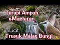 TERAPI TRUCUKAN STRES - terapi  TRUCUK Macet BUNYI biar CEPAT GACOR