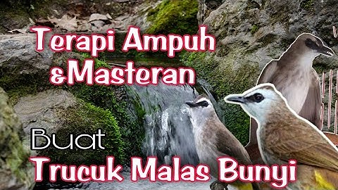 TERAPI TRUCUKAN STRES - terapi  TRUCUK Macet BUNYI biar CEPAT GACOR