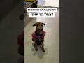 Story Of A small Puppy Fear To Trust