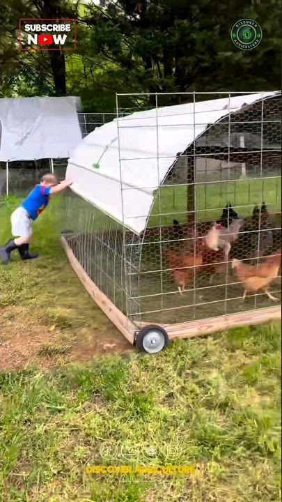 Moving Free-Range Chicken Cage! 🤔