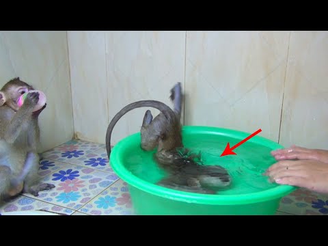 what-happened-monkey-baby-too-bathe-with-girl-friend