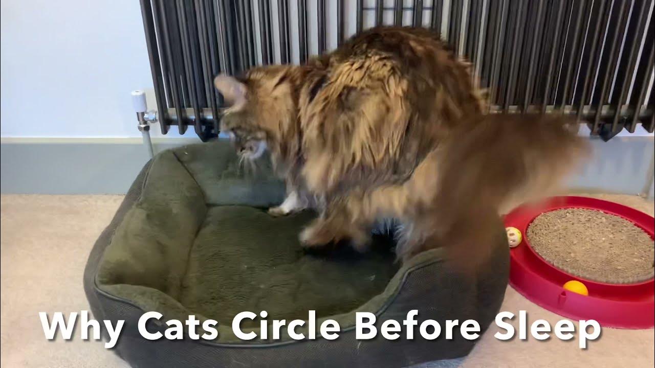 Why Do Cats Turn Around Before Lying Down YouTube