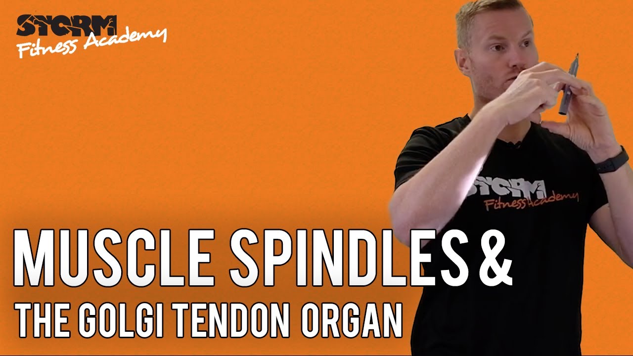 Muscle Spindles and the Golgi Tendon Organ Storm Fitness Academy YouTube