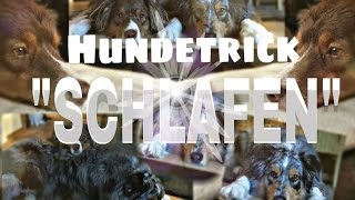 Hundetrick 'SCHLAFEN' - so gehts! :) by Happy Crazy Dogs 750 views 8 years ago 2 minutes, 41 seconds