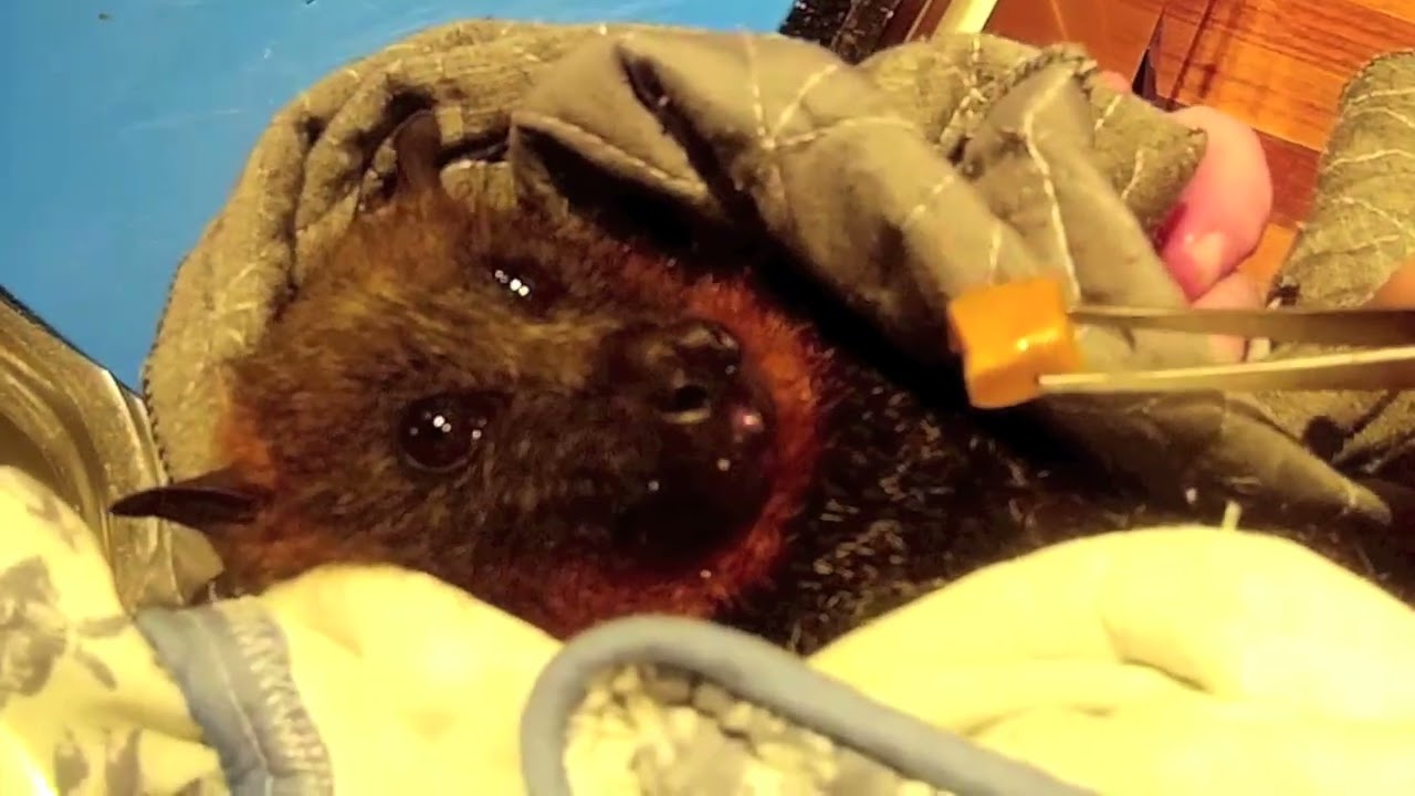 Magus part 1: a new batty is brought to me.