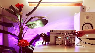 Squarp Instruments Hermod A Hermits Humid Summer With Her Hermod Ambient Minimal Eurorack
