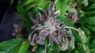 Chocolate Mint OG Re-Veg Grow - Day 28