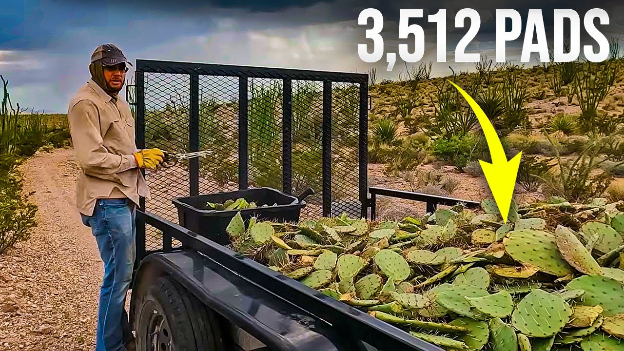 The First Plants of a Desert Forest