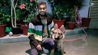 Jill - the gsd puppy basic obedience training part 2