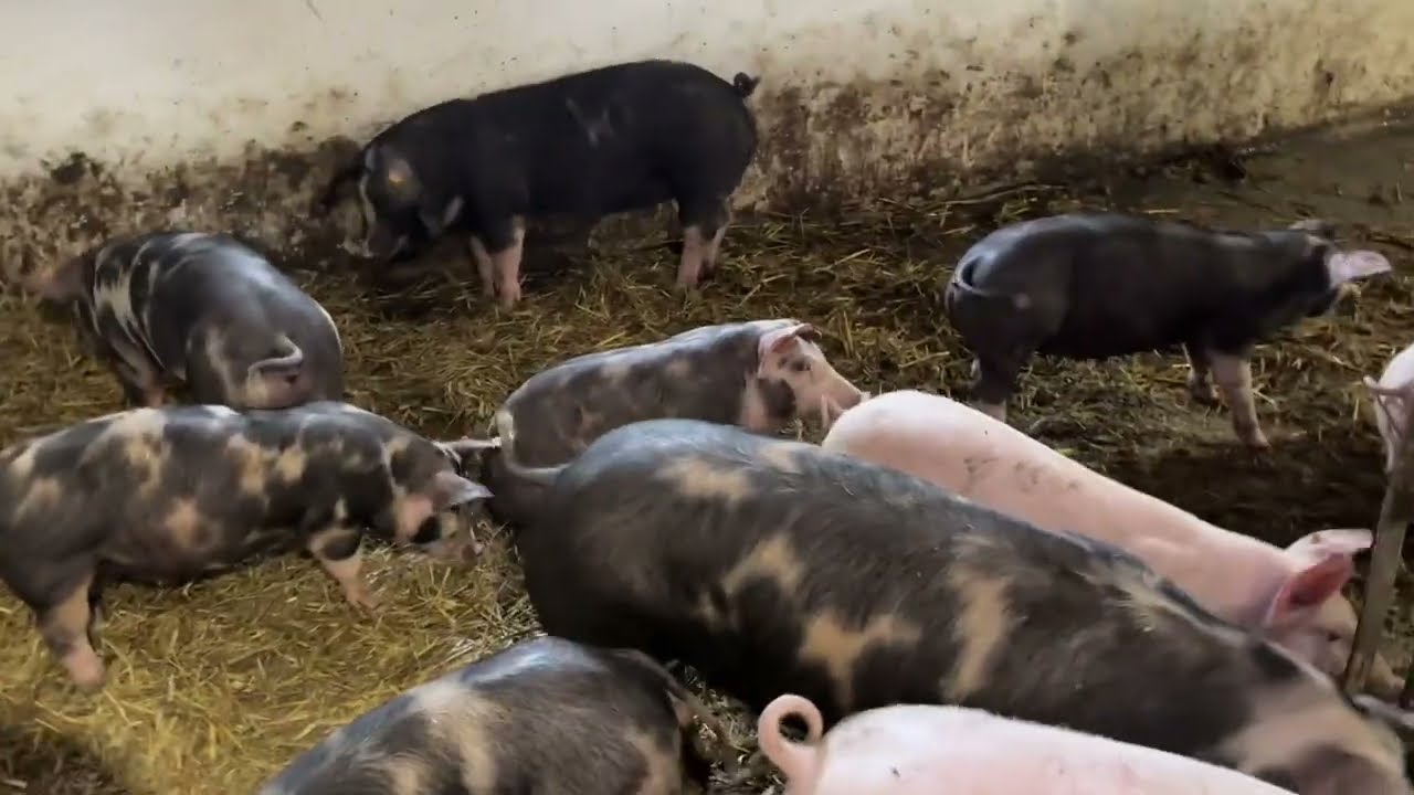 Prosiaki u Mateusza, ale kojce brudne pozostały. A może by tak wróci do brony aktywnej. 