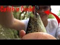 Primitive DIY fishing rod - Catch n Cook!