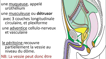 Où est situé la vessie chez l'homme ?