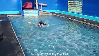 The best fur friends in the pool! by The Best of Rummy's Beach Club 122 views 5 months ago 57 seconds