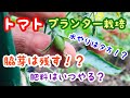 トマトの【脇芽・追肥・水やりが分かる】プランター栽培『家庭菜園で簡単なミニトマトの育て方』