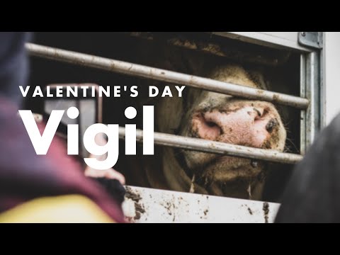 Giving love to animals in their final moments | Valentine's Day Vigil