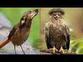 होश उड़ा देने वाले पक्षी 🫢| Rarest Birds In The World | Most Unique Birds In The World |