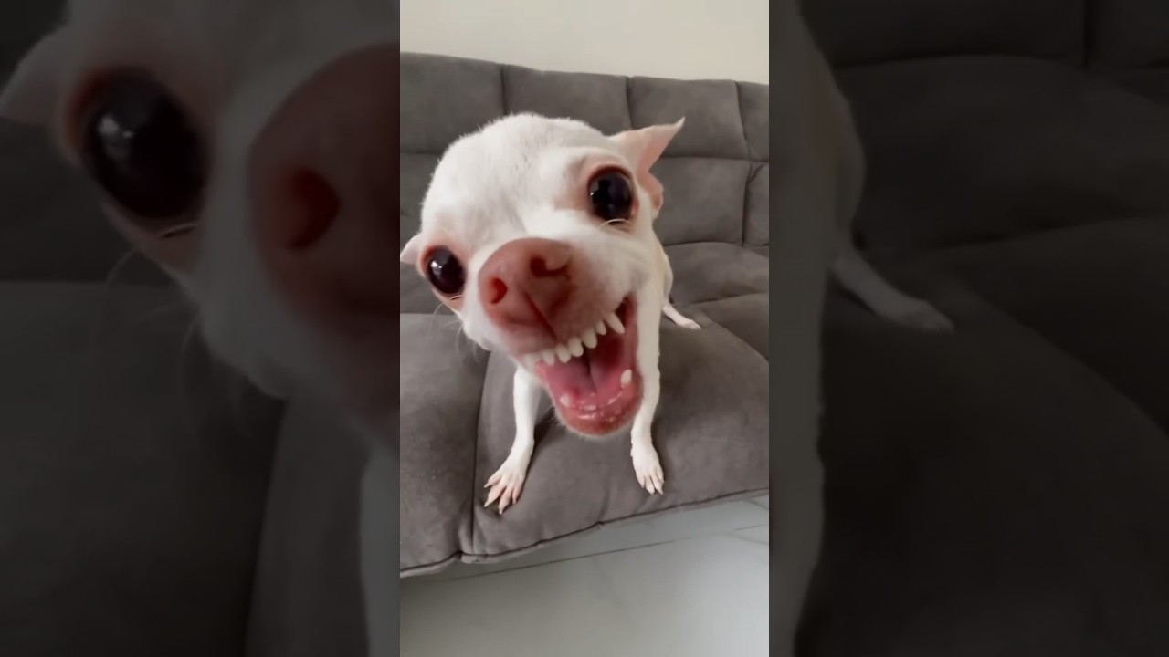 The Kuchi Kuchi ??? angry chihuahua vs bulldog