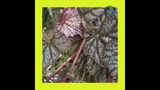 Begonia Sterling Moon. New Plant Alert!