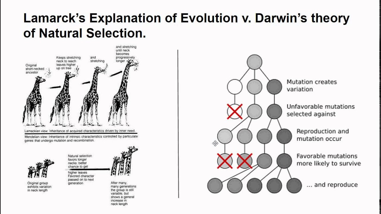 Darwin Vs Lamarck Comparison Chart
