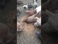 🕊🔥#pigeon #kabootar #kabootarba #kabutar #shorts #bird #subscribe