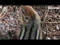 Did this eating chipmunk run left or right? 