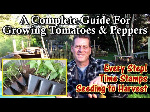 Video: Growing And Planting Seedlings Of Tomatoes And Peppers
