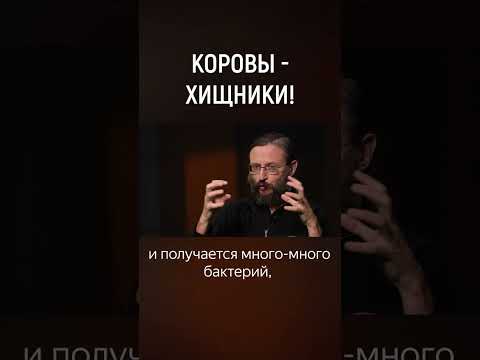 Почему корова хищник? #апоговорить