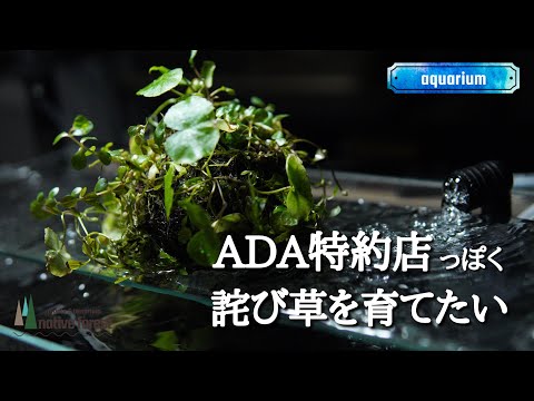 ADA特約店風に詫び草をストックしたい - YouTube