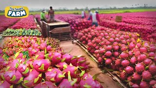 Incredible Dragon Fruit Harvesting And Production Cultivation And Pitaya Juice Process In Factory