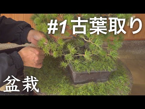 針金と剪定①】まずは古葉取りで新葉を残します【五葉松盆栽】 - YouTube