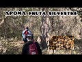 APOMAS FRUTA EXÓTICA MIRA COMO LA ENCONTRAMOS