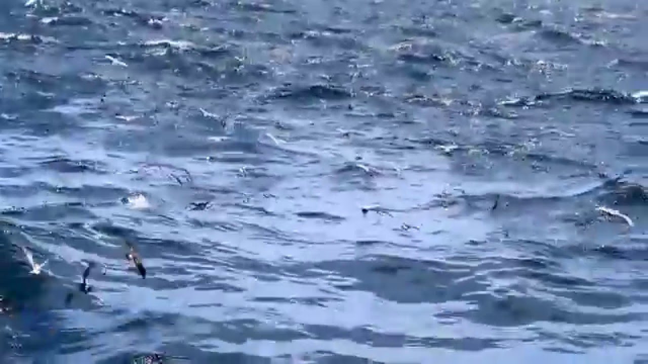 white-faced storm petrels and fairy prions (mostly) in Hauraki Gulf, NZ