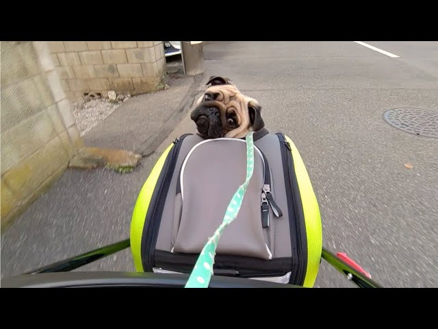 ENG SUB] Pug who is going to grooming salon. - YouTube