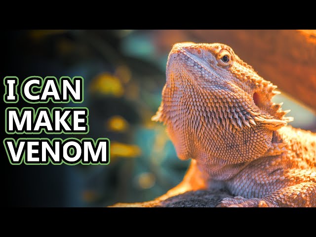 15 Bizarre Facts About Bearded Dragons