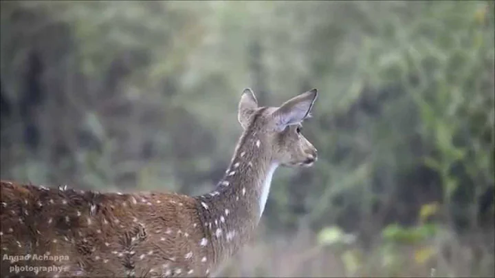 Alarm call by Spotted Deer