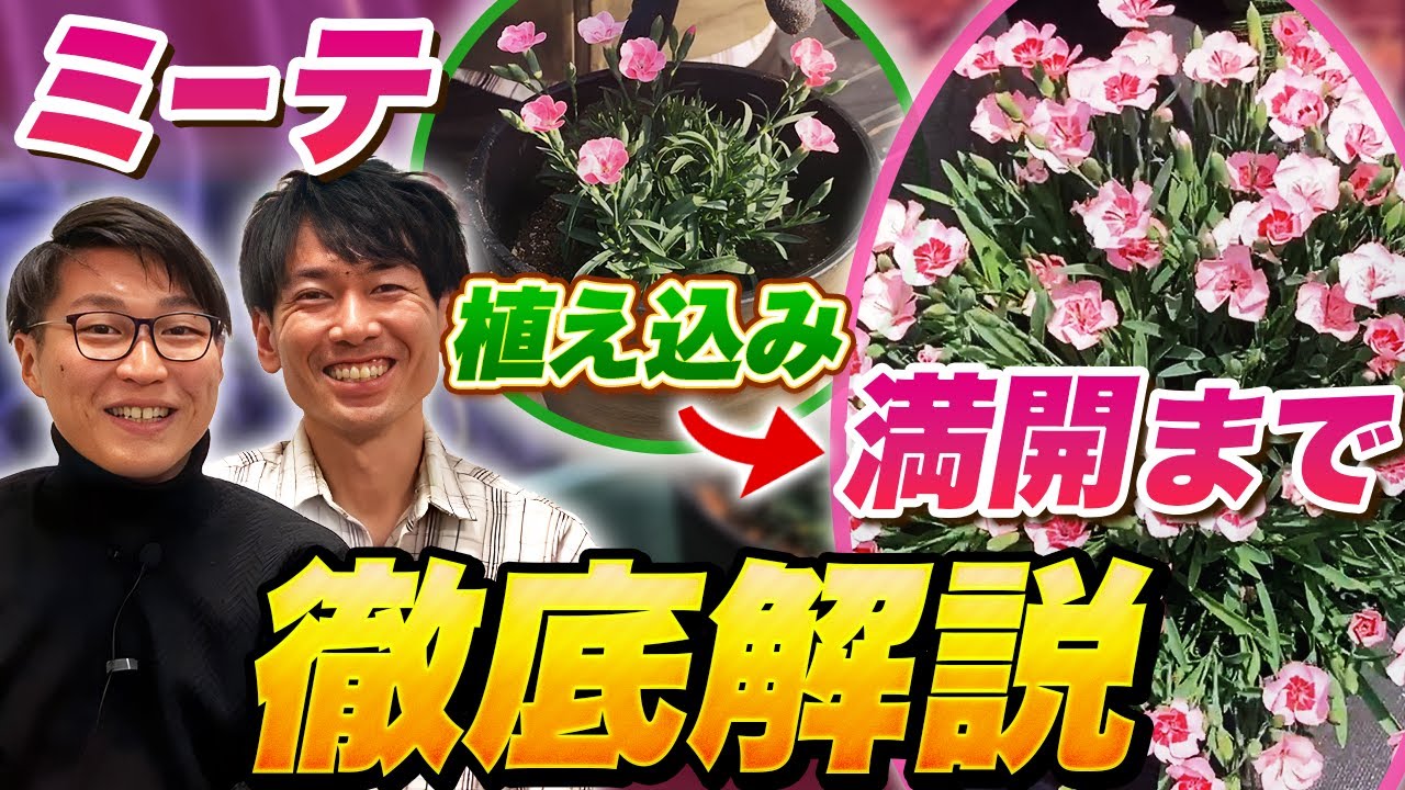 【サントリーフラワーズ】ミーテの生育過程とお手入れ方法を解説します！