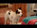 Dog With A Blog - Spying On Karl