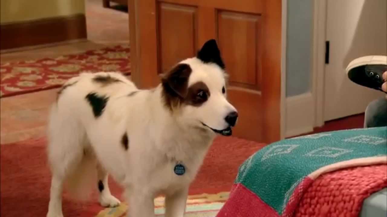 Dog With A Blog Stan Of The House Youtube Dog With A Blog Stan Of The House Youtube