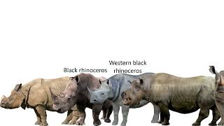 Rhinos Size Comparison
