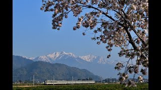 大糸線 189系あさま色 「ムーンライト信州」返却回送 八重桜と後立山 20180428