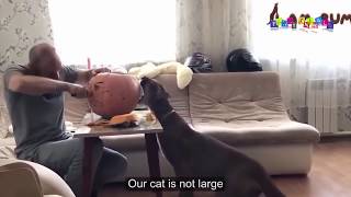 Разные приколы с разными животными. Если есть в кармане пачка сигарет. Разные приколы с разными животными. Если есть в кармане пачка сигарет.