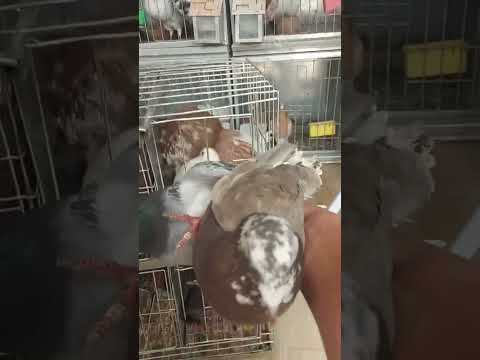 الجديد من سوق وجدة للحمام يوم الأحد اول سوق ليا من بعد غياب طاويل