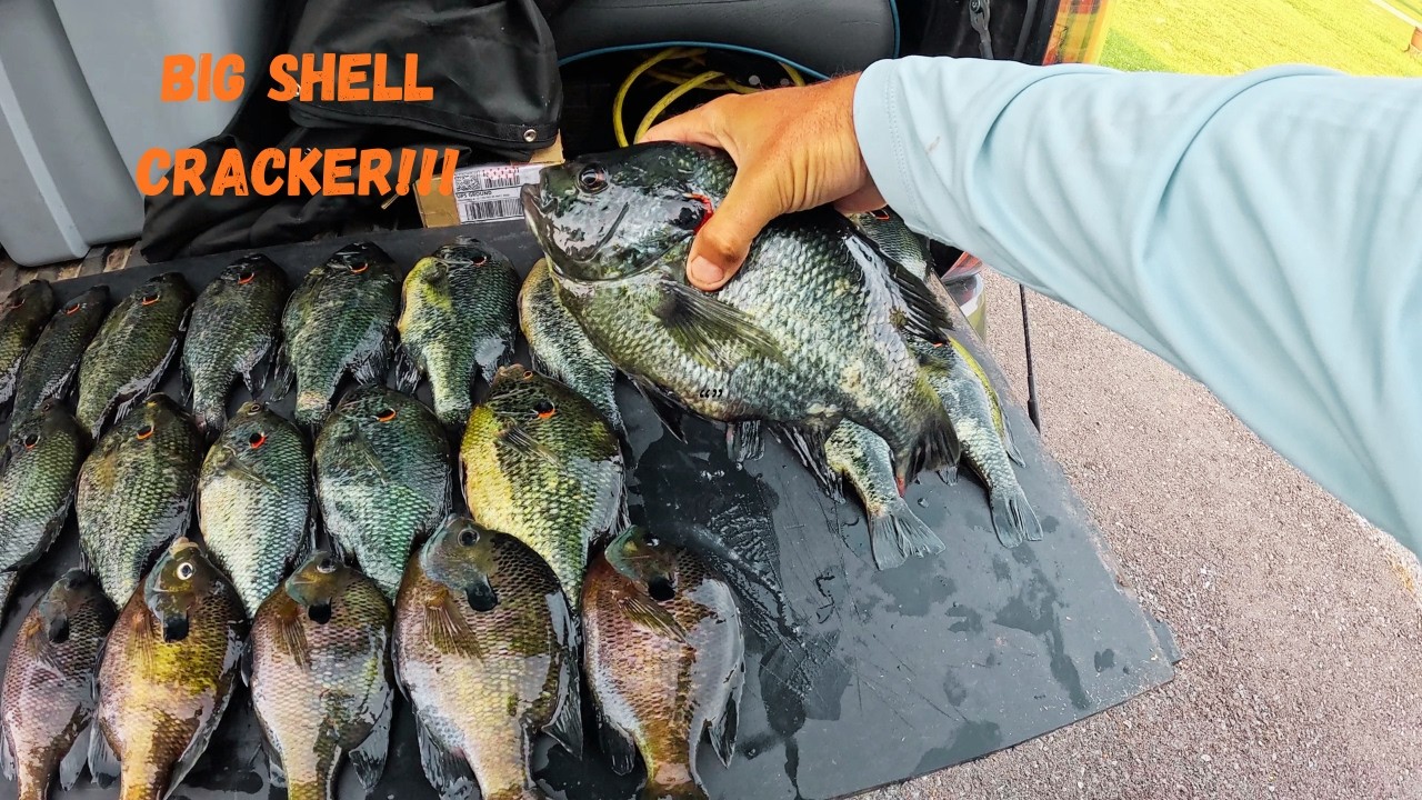 How to FIND And Catch BIG Shellcracker!!