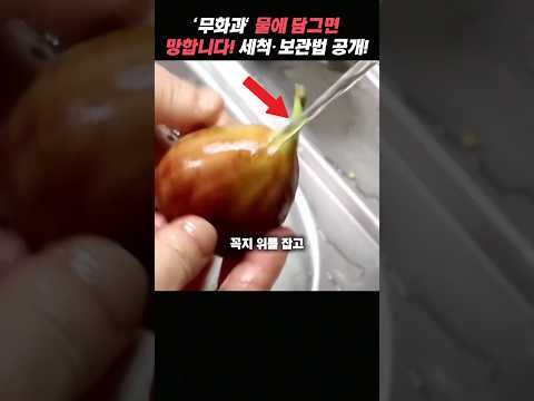 "무화과" 씻을때 물에 담가두신다구요? 세척 보관방법 꿀팁!