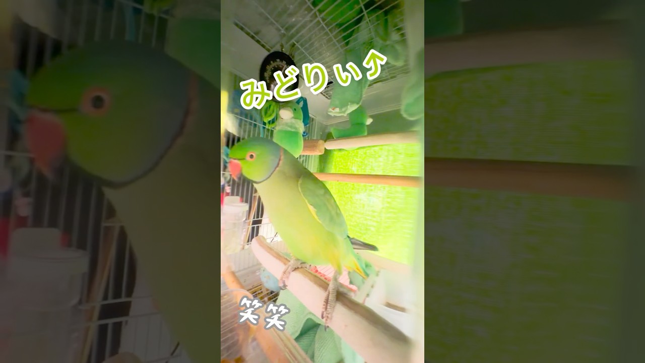 わさびっちょは〜、みどり!みどり! #みどりの日 #おしゃべりインコ #わさびっちょ #shorts #ワカケホンセイインコ
