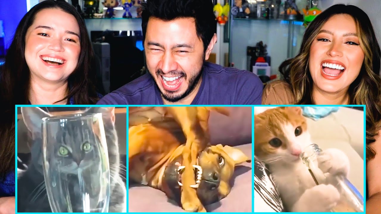 FUNNIEST DOGS & CATS | Awesome Funny Pet Animals Videos! | Reaction by Jaby, Natasha & Achara!