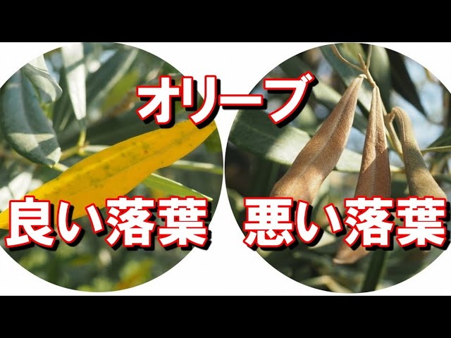 オリーブの葉が落ちる 枯れる 悪い落葉と良い落葉の見分け方 夏場に多いオリーブの落葉 常緑樹 Youtube オリーブの葉が落ちる 枯れる 悪い落葉と良い落葉の見分け方 夏場に多いオリーブの落葉 常緑樹 Youtube
