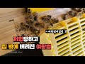 산란에 문제 생기자 여왕벌 숙청해버리고 내다버린 꿀벌들. (eng)